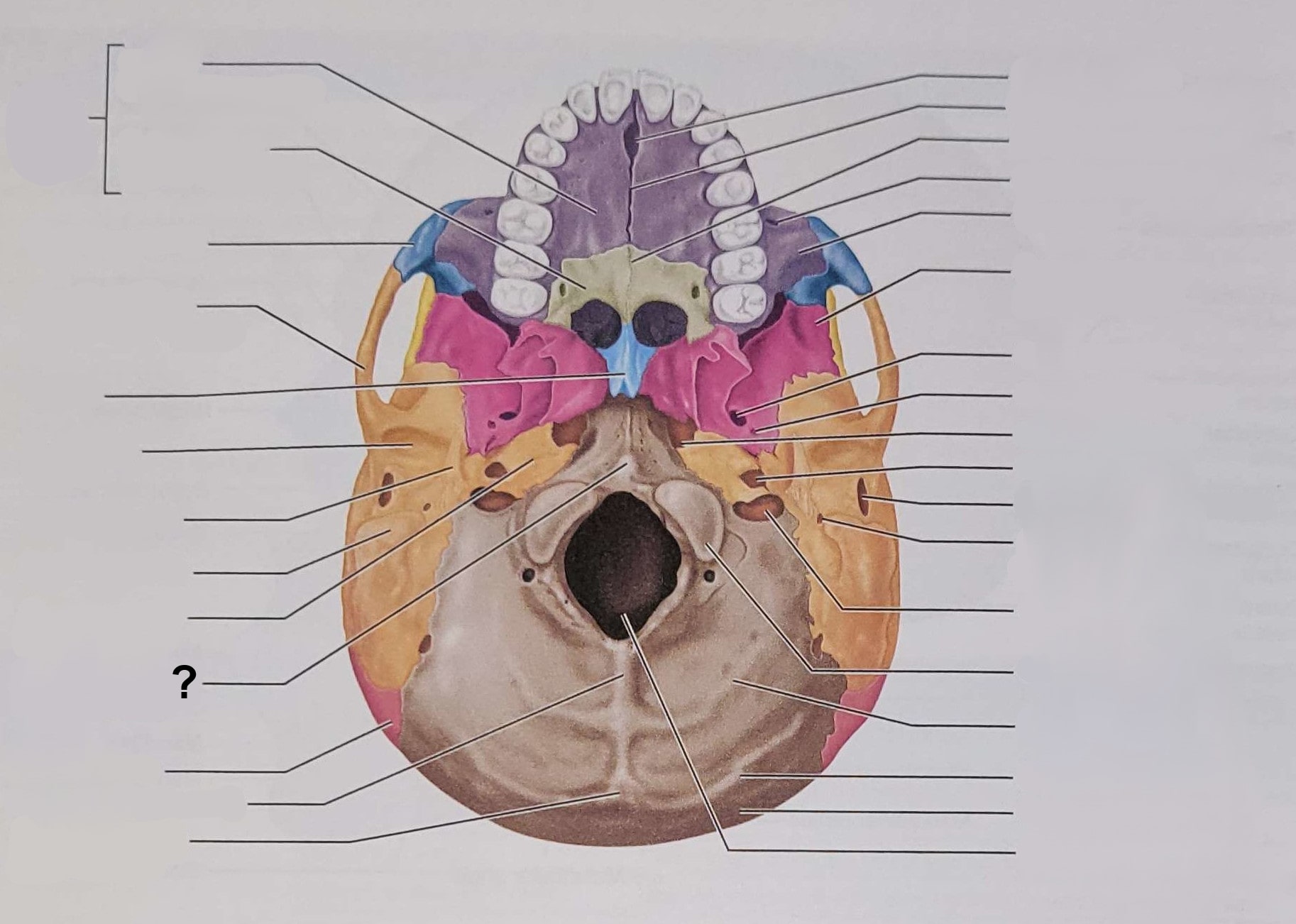<p>Name the indicated structure</p>