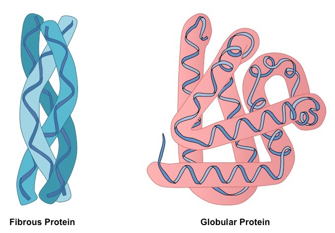 <ul><li><p><strong>fibrous:</strong> form structural components of cells and tissues</p><ul><li><p>long and insoluble in water</p></li><li><p>collagen, keratin</p></li></ul></li><li><p><strong>globular:</strong> often transport proteins</p><ul><li><p>usually spherical in shape and are compact and soluble in water</p></li><li><p>haemoglobin, hormones</p></li></ul></li></ul>