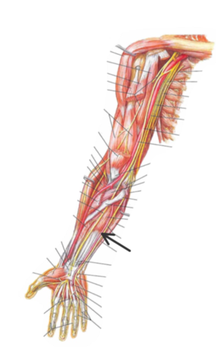 <p>identify the structure(s) indicated by the arrow</p>