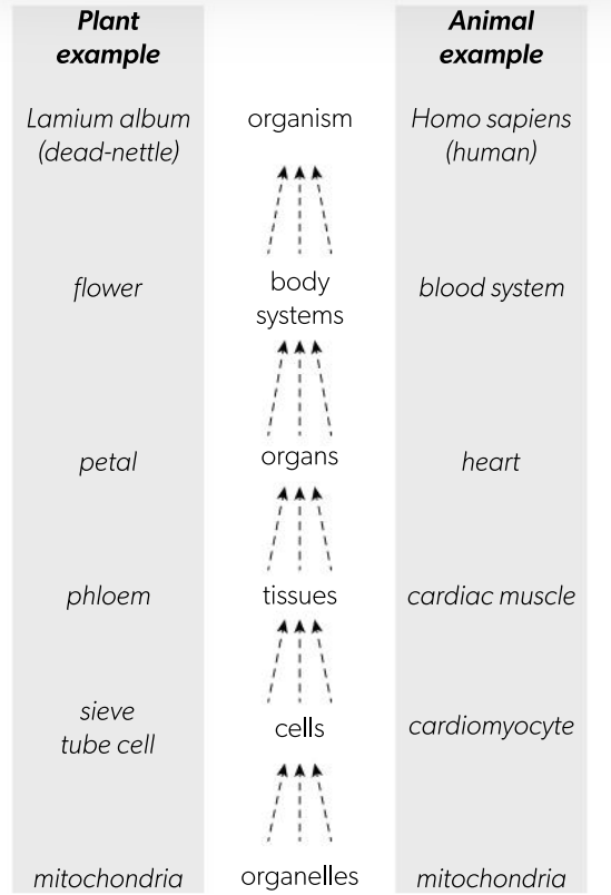 <p>The cells within a multicellular organisms interact with each other at multiple levels in a hierarchy of organisation, shown in the flow chart.</p>