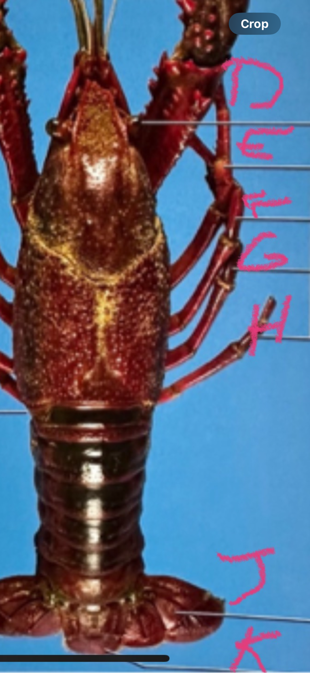 <p>What is J and function </p>