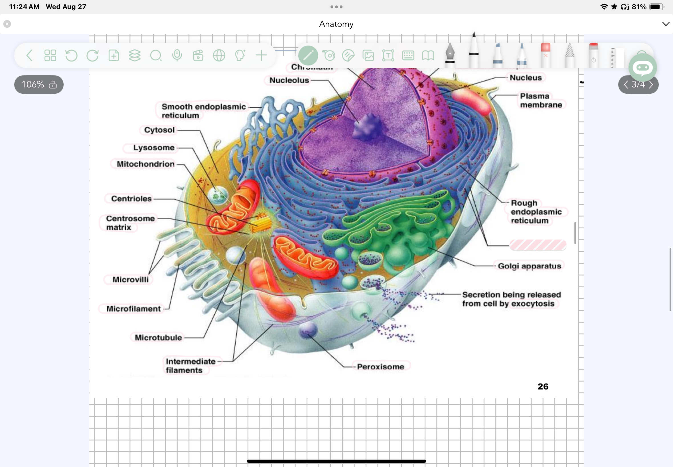 term image