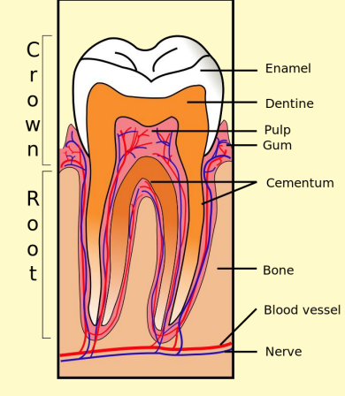 Diagram: Tooth 