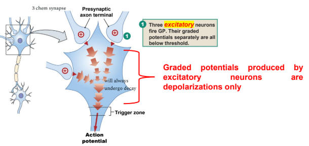 <p>Spatial summation? how the mechanism only excitatory neurons</p>