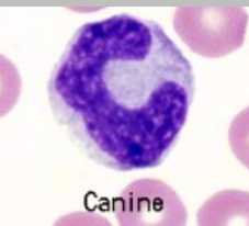 <p>What is this cell? </p>