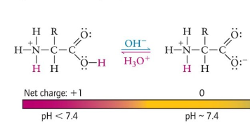 <ul><li><p>carboxylic acid group gains a proton</p></li><li><p>+ net charge</p></li></ul>