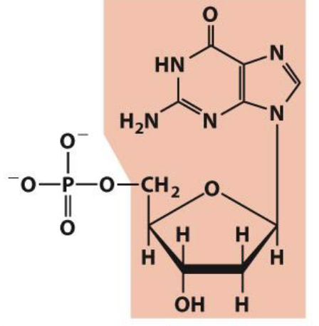 <p>Deoxyguanylate&nbsp;</p>