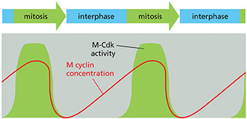 <p>(Q005) What accounts for the difference in the curve shapes depicting concentration of M-cyclin versus M-Cdk activity during the cell cycle?</p>