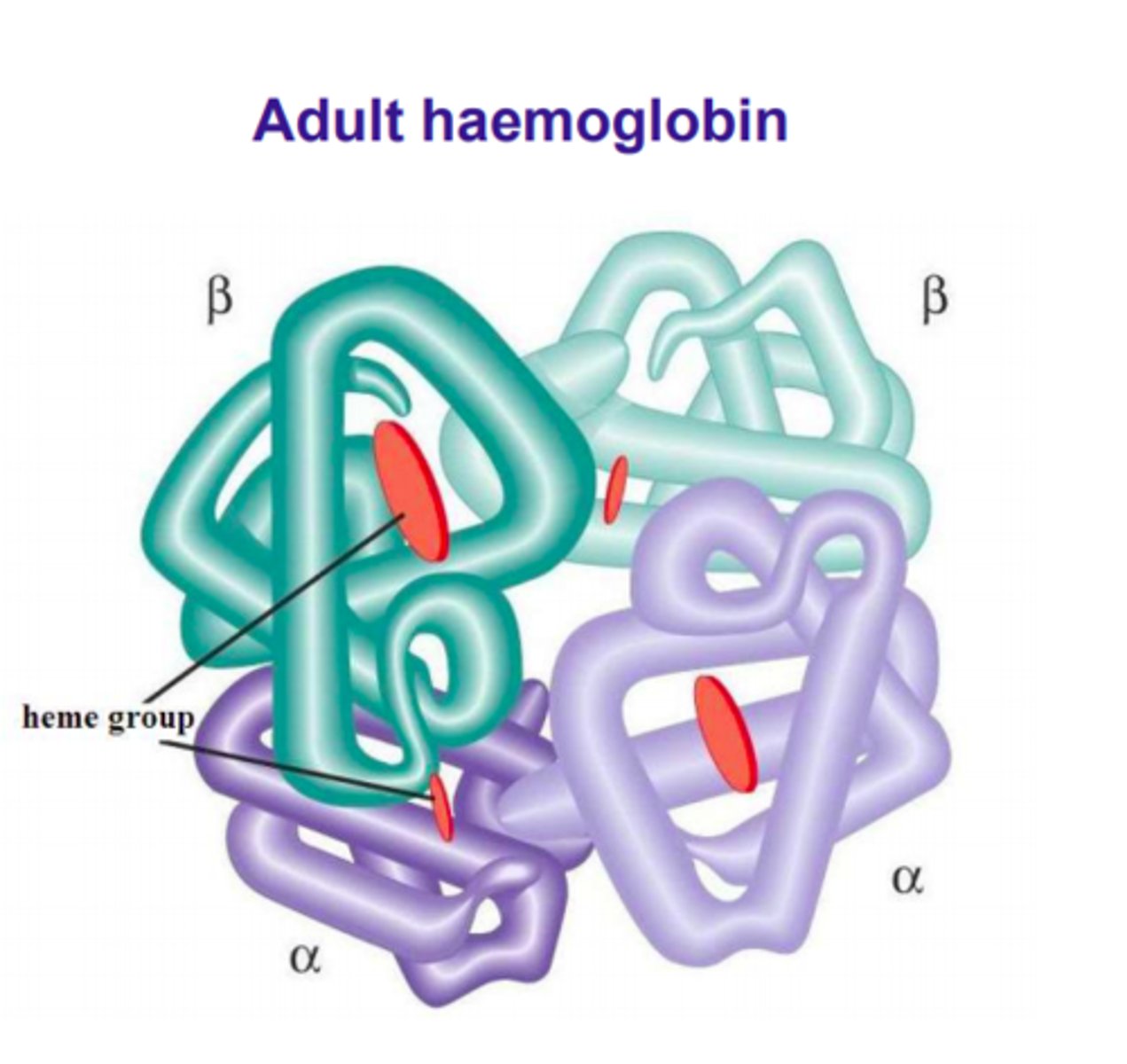 <p>4 globulin chains with one heam group within an iron core. 2 alpha globulins, 2 beta globulins</p>