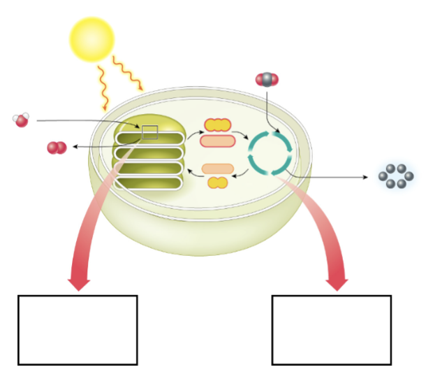 <p>Label the photosynthesis diagram</p>