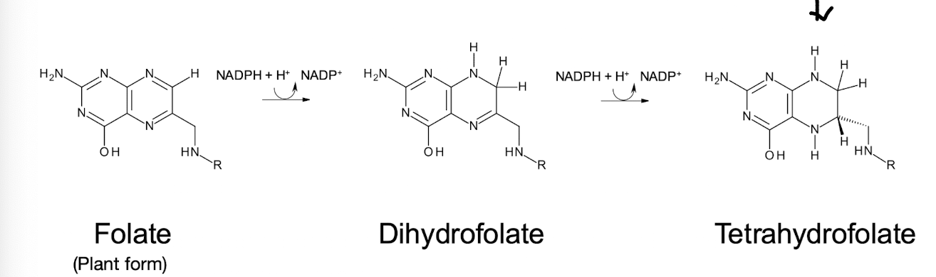 <p><strong>It is the oxidised form and is reduced 2x (using NADPH) by Dihydrofolate reductase </strong></p>