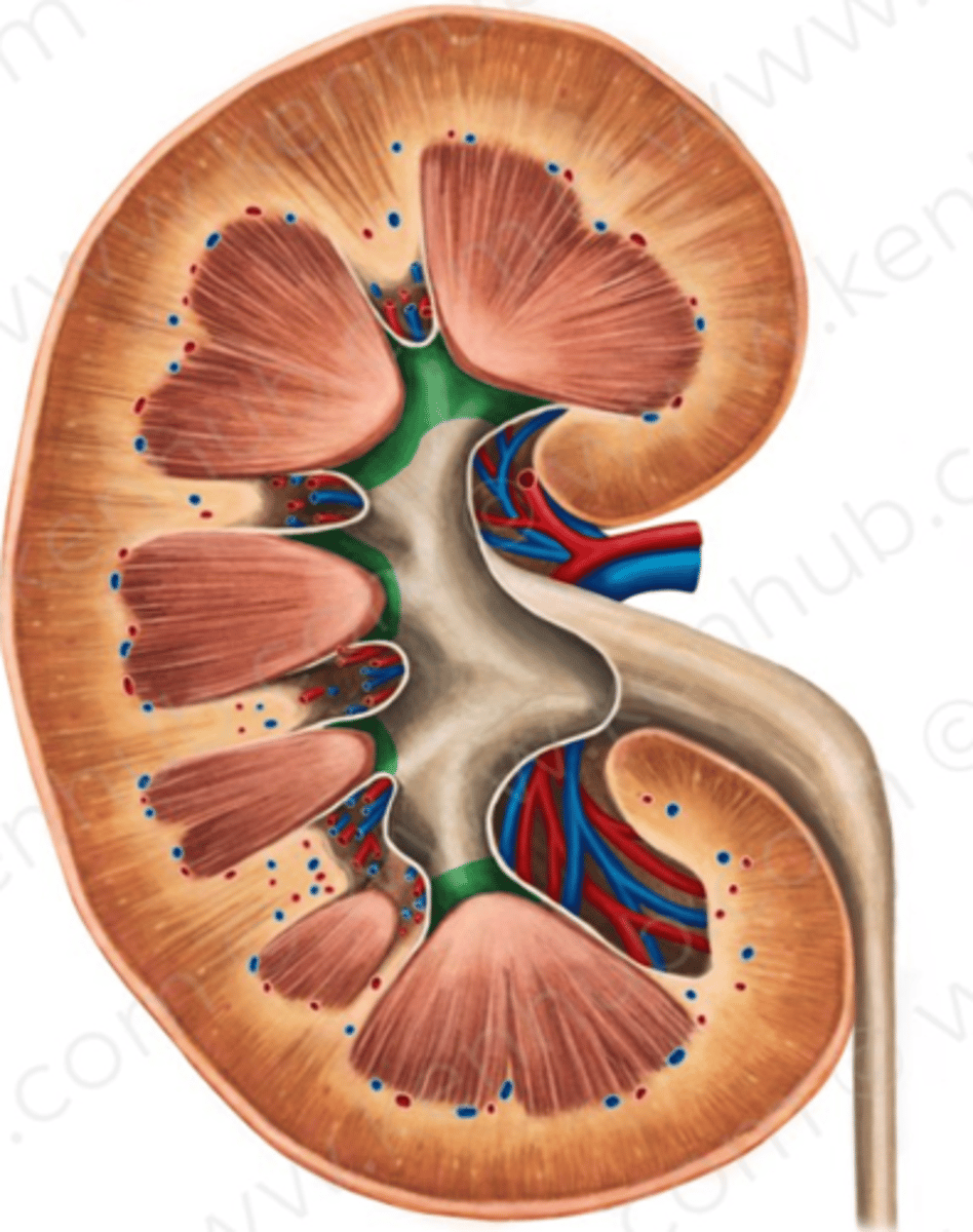 <p>Mindre njurkalk</p>