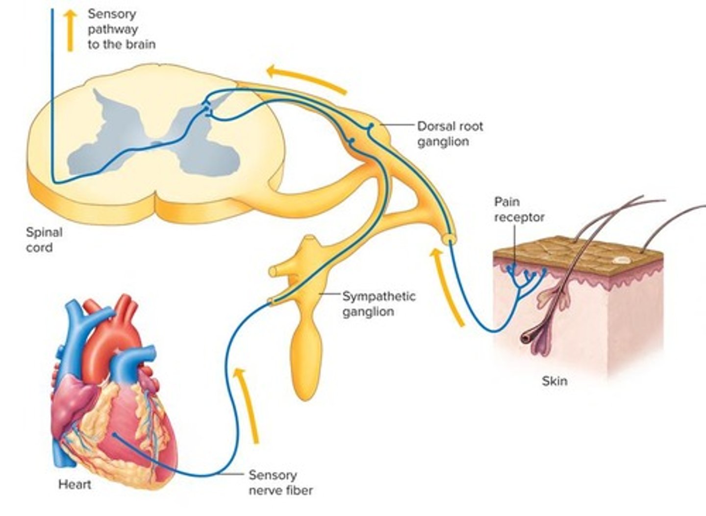 <p>1. Mechanical nociceptors 2. Thermal nociceptors 3. Polymodal nociceptors</p>