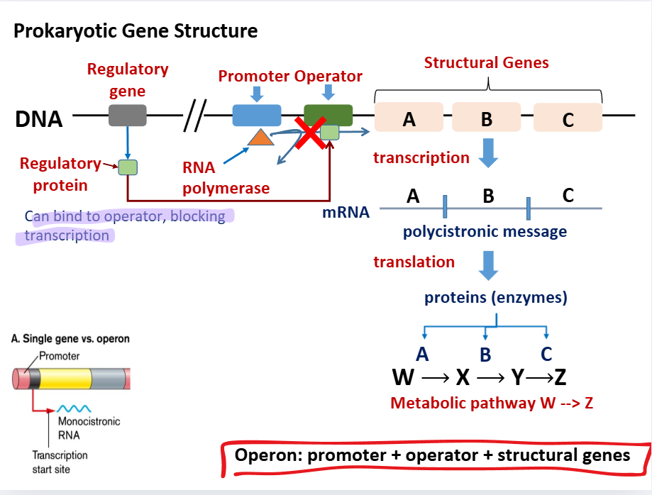 <p><strong>Operon gene structure</strong></p>