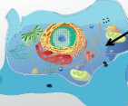 <p>Thin protein filaments and main part in cell’s cytoskeleton </p><p>What part of the cell is this and what is its function? </p>