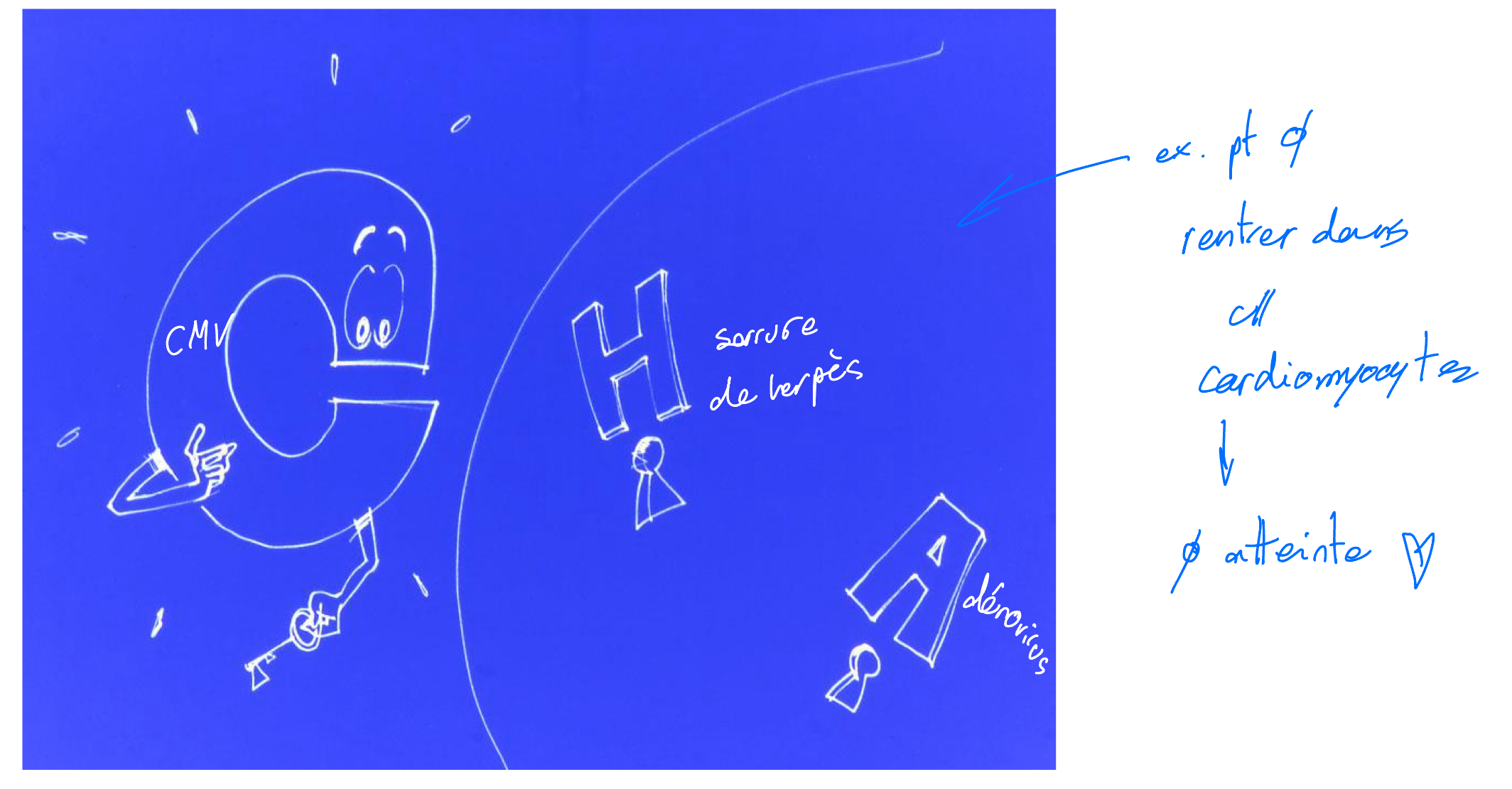 <p>la protéine d’attachement du virus (clé)</p><p></p><p>doit correspondre au récepteur présent sur la cellule hote (serrure)</p>