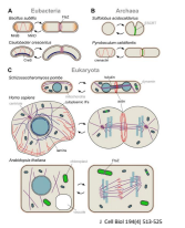 <p>In prokaryotes,&nbsp;as a simple structure, allowing for basic cellular functions. </p>
