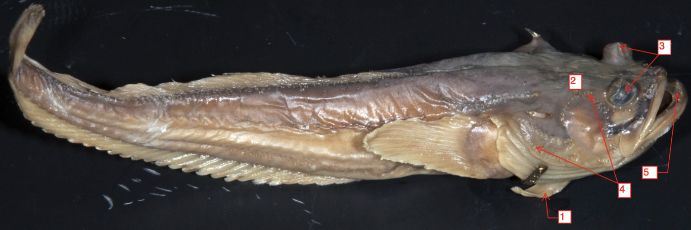 <p>!</p><p>phylum</p><p>subphylum</p><p>superclass</p><p>class</p><p>subclass</p><p>infraclass</p><p>order</p>