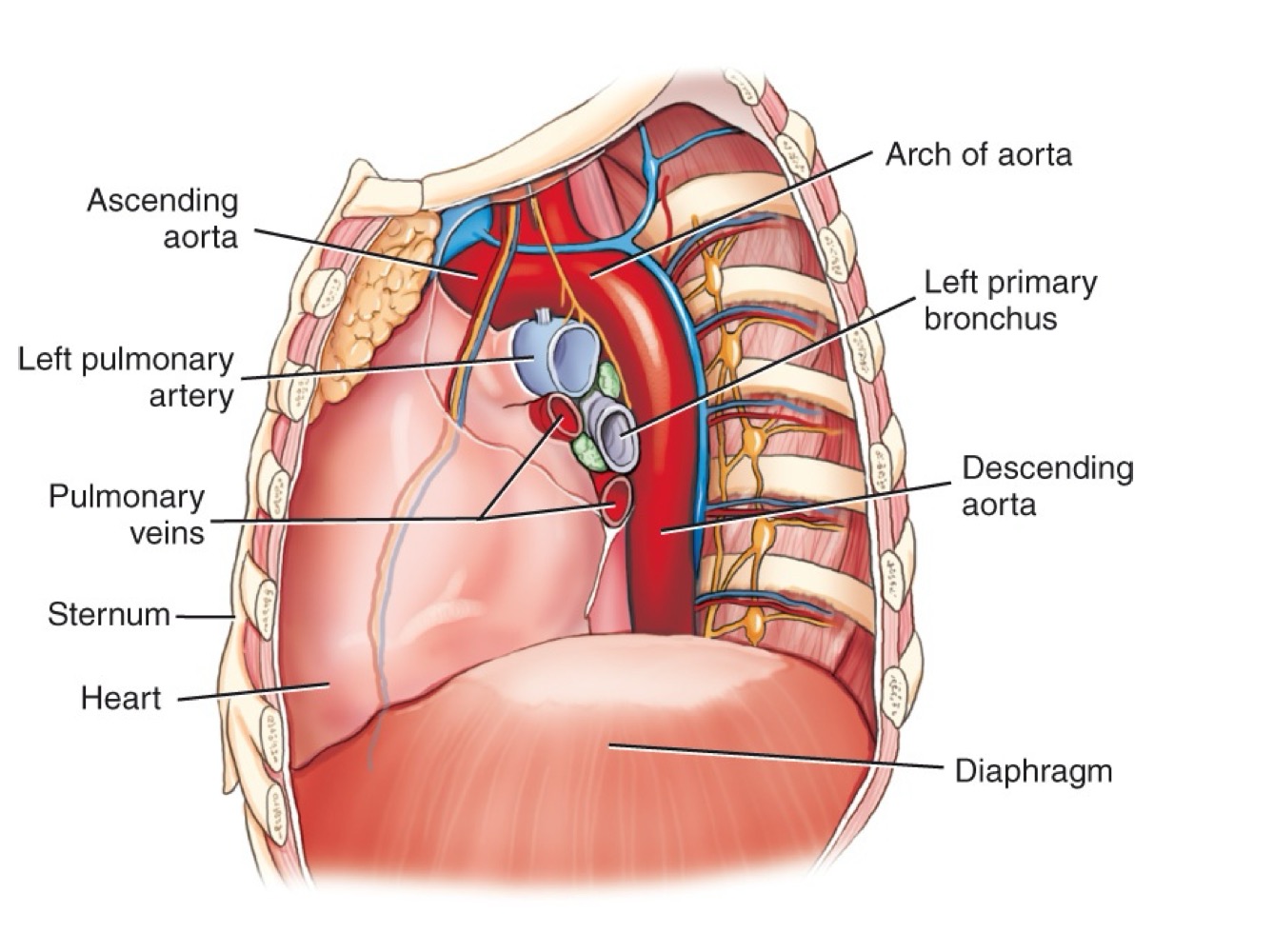 <p>Major arteries and veins entering/leaving the heart (e.g., aorta and venae cavae).</p>