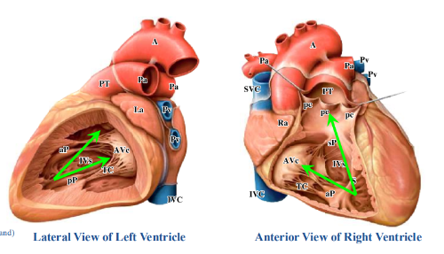 <p>-when ventricles contract, blood is forced towards BOTH the atrioventricular and semilunar valves</p>