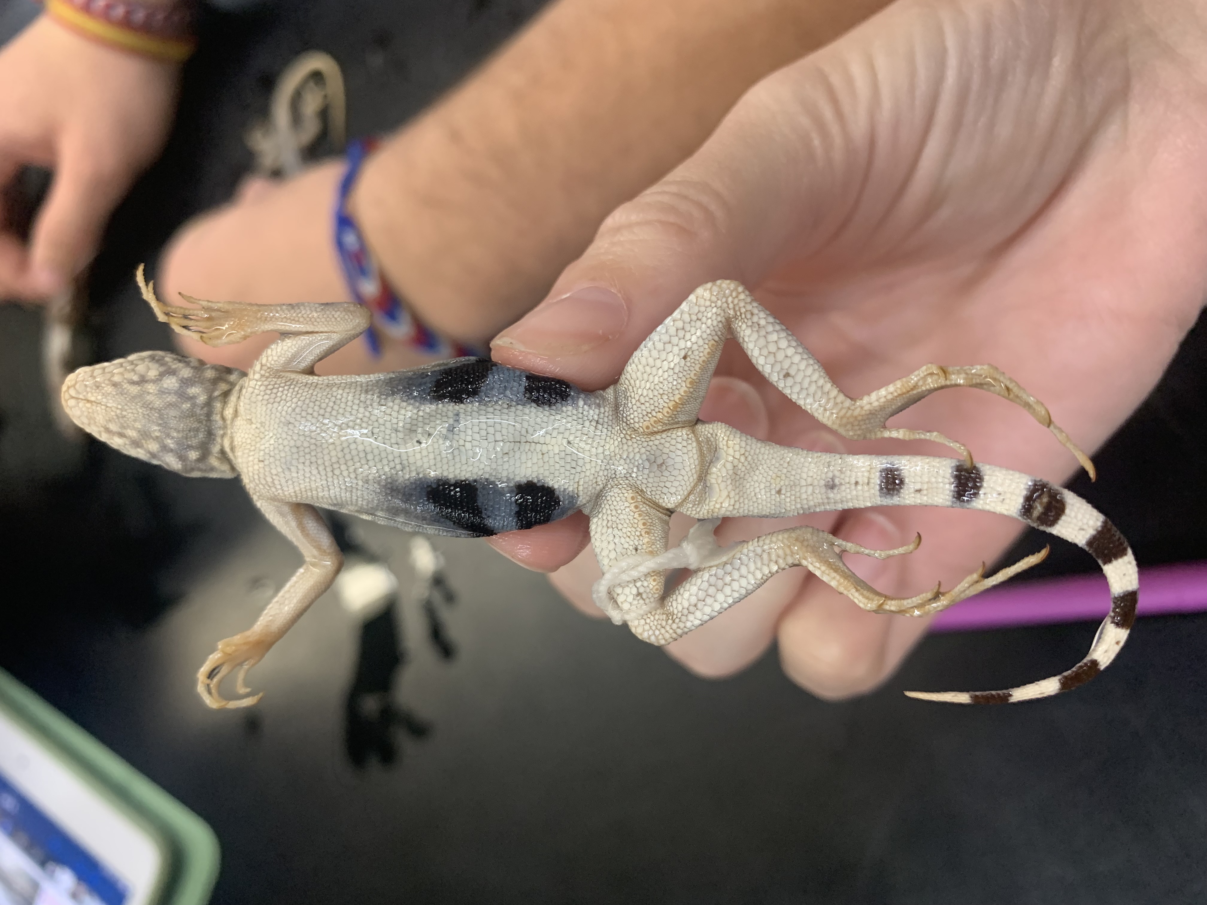 Squamata, Phrynosomatidae, Cophosaurus texanus 