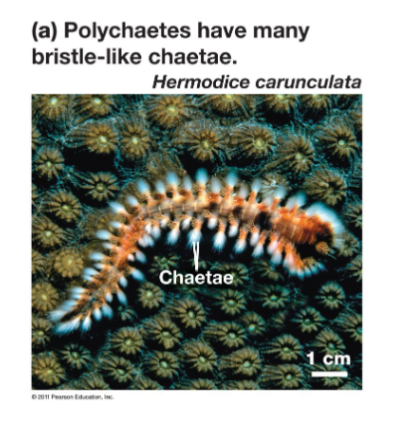 <p>phylum annelida, sand worm, many setae, sand burrowers, mixed reproduction </p>