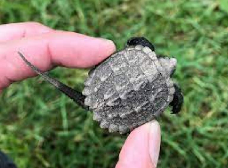 <p>Dorsal side of a turtle’s shell.</p>