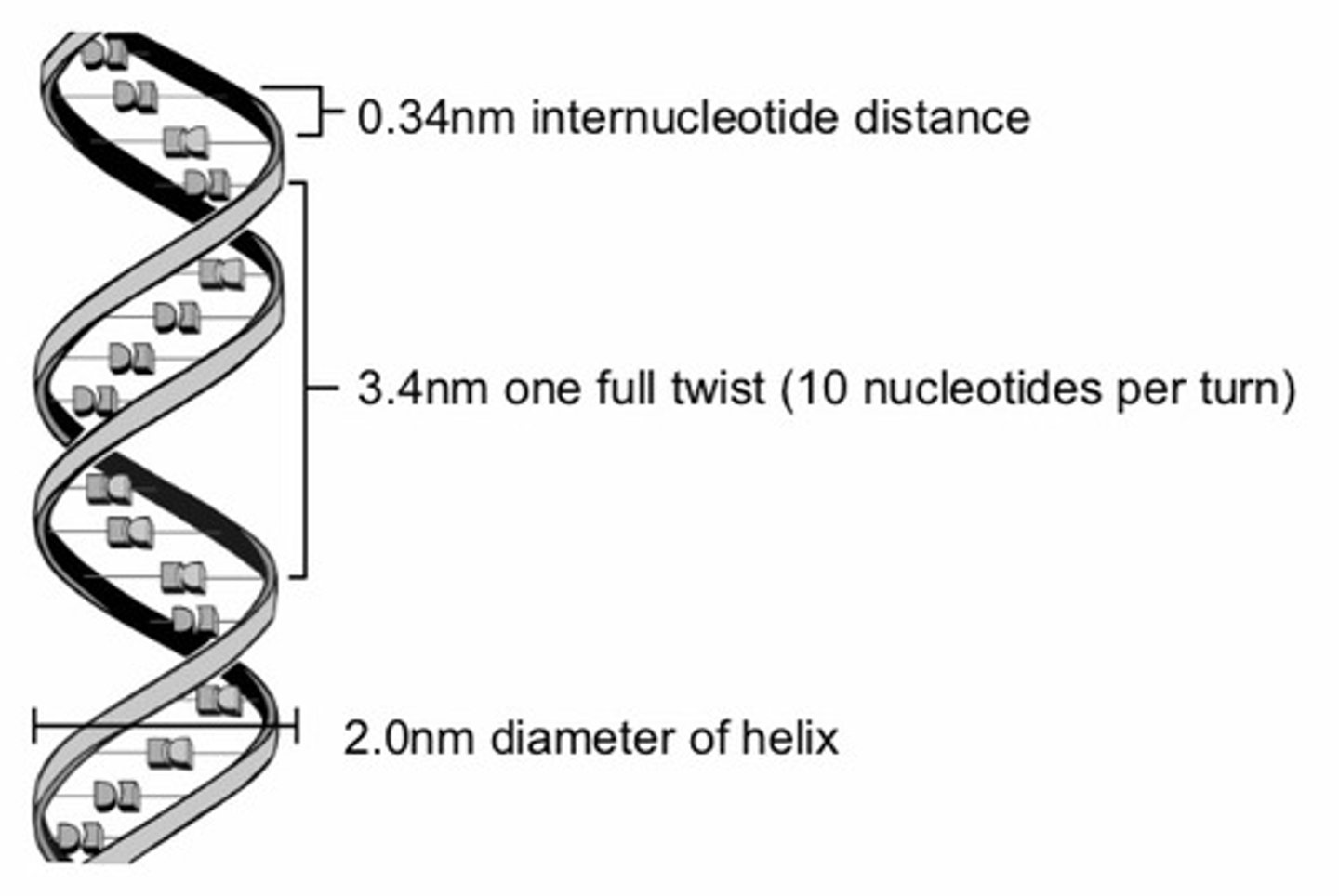 <p>The strands are coiled right handed (clockwise), the pitch of the helix is 3.4 nm, and there are roughly 10 base pairs in each turn. Therefore, the distance between a base pair in DNA is approx. 0.34nm. Twist angle per base pair: 36 degrees.</p><p>A-DNA: Right-handed, pitch = 2.6nm, 11 bp per turn, Twist angle per base pair: 32.7 degrees. Distance between a base pair is approx. 0.23nm.</p><p>Z-DNA: Pitch of 4.4nm and 12 base pairs per turn. The distance between a base pair is approx. 3.67. It is left-handed. Twist angle per base pair: -10 degrees, because it is left-handed.</p>