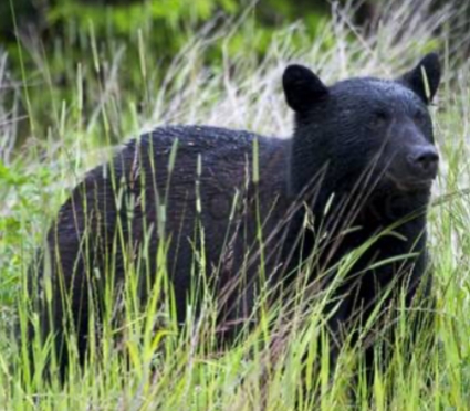 <p><strong><mark data-color="yellow" style="background-color: yellow; color: inherit;">Ursus americanus</mark></strong></p>