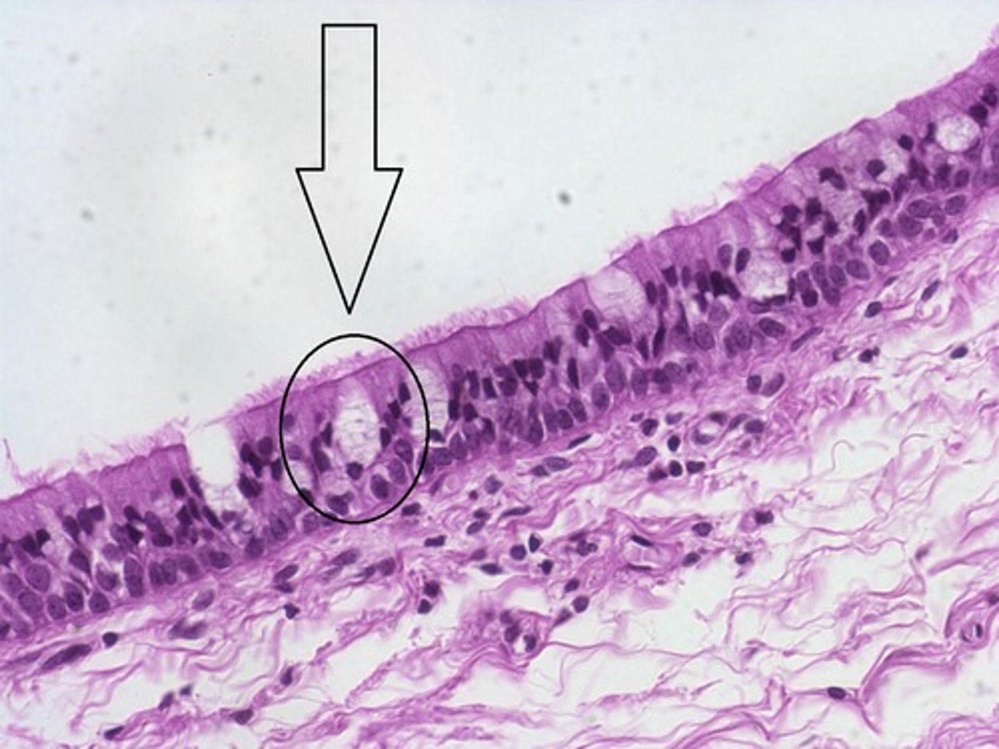 <p>a column-shaped cell found in the respiratory and intestinal tracts, which secretes the main component of mucus.</p>