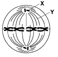 These form the spindle apparatus which are responsible for pulling the chromatids to separate ends of the cell.