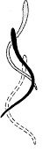 <p>Whole body is used to displace water in order to generate movement</p>