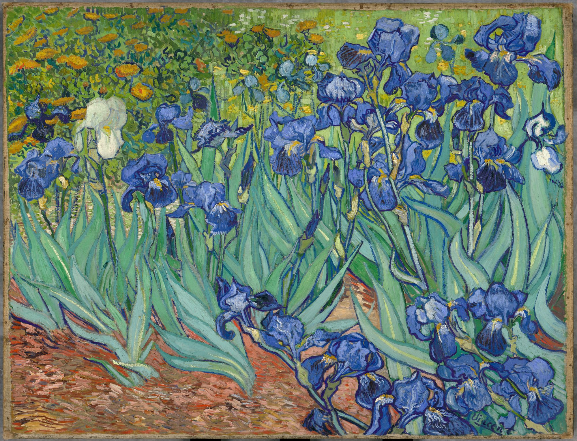 <p><em>Iris</em></p>