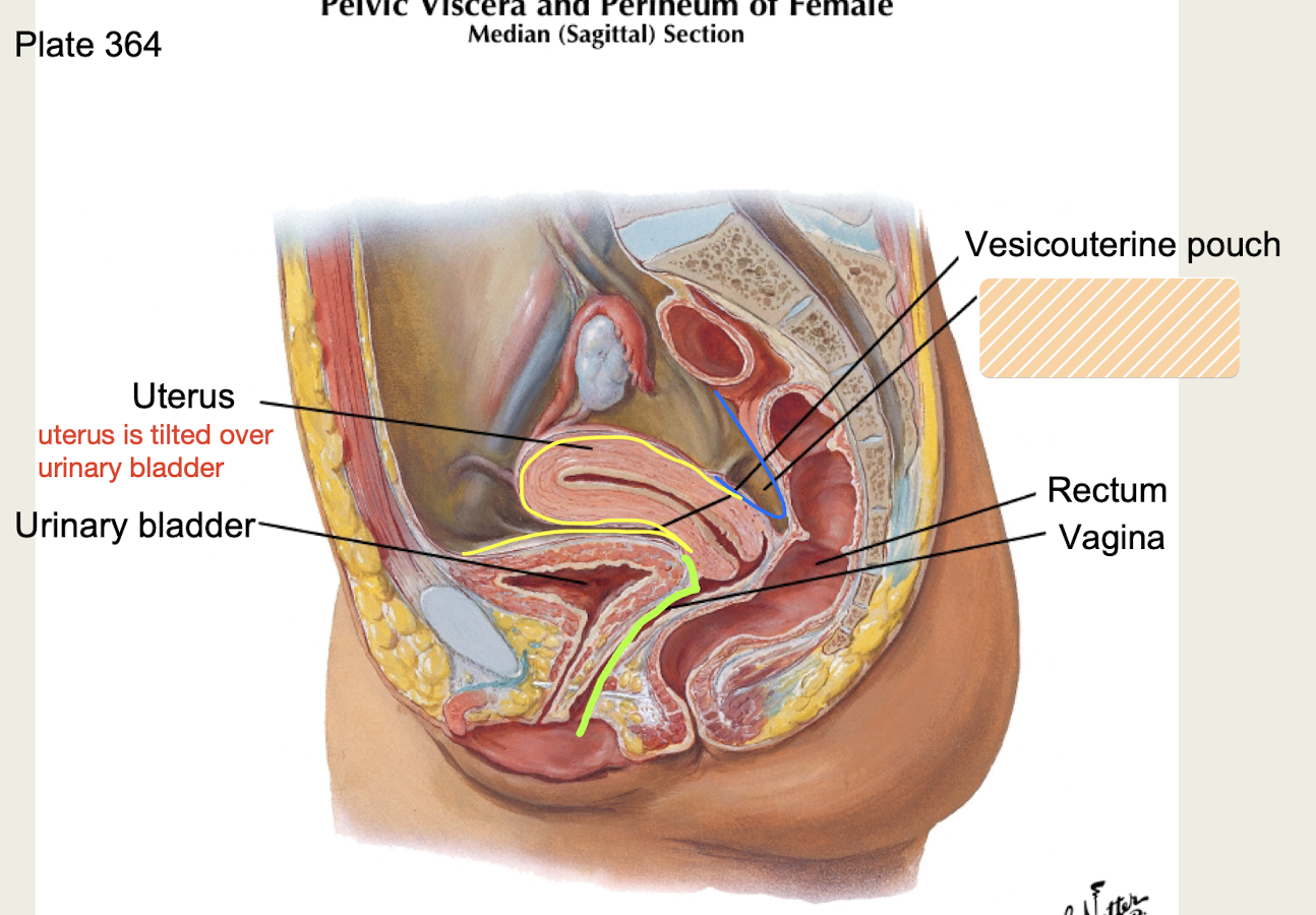 <p>Portion of <strong>broad</strong> <strong>ligament (peritoneum)</strong> of uterus found <strong>between uterus and rectum</strong></p>