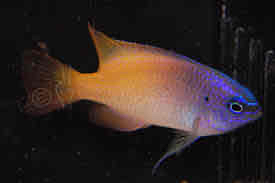 <p>Smith’s</p><p style="text-align: start">Damselfish</p>