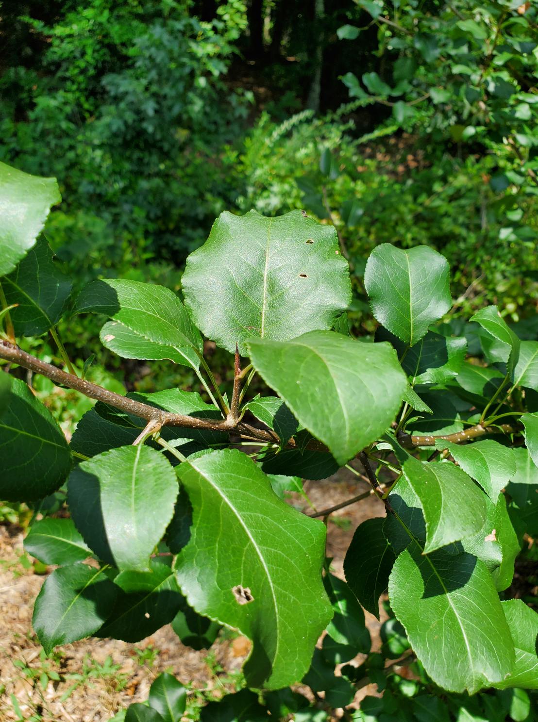 <p>Callery pear</p>