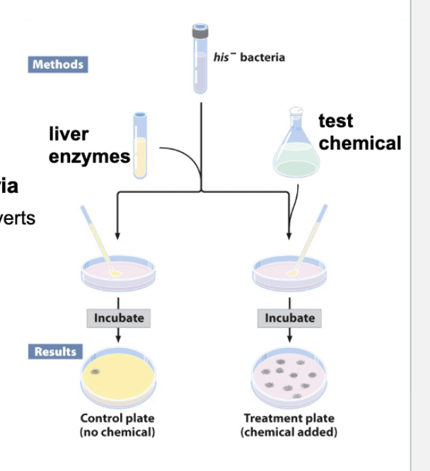 <p>Used to identify mutagens</p><ul><li><p>uses mutant bacterial strain (No DNA repair systems + cannot make Histidine)</p></li></ul><ol><li><p>Expose bacteria to chemical w/ and w/o Liver enzyme (to test if metabolized chemical is a mutagen)</p></li><li><p>Plate bacteria treated w/ chemical, chemical + liver enzyme, and untreated control on <strong>minimal media </strong></p><ol><li><p>Growth → His+ mutation (bacteria has been mutated and reverted back to WT)</p></li></ol></li></ol><p></p>