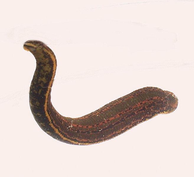 <p>Class Clitellata, leeches</p><p>no setae, anterior + posterior suckers, freshwater, clitellum only during reproduction</p>
