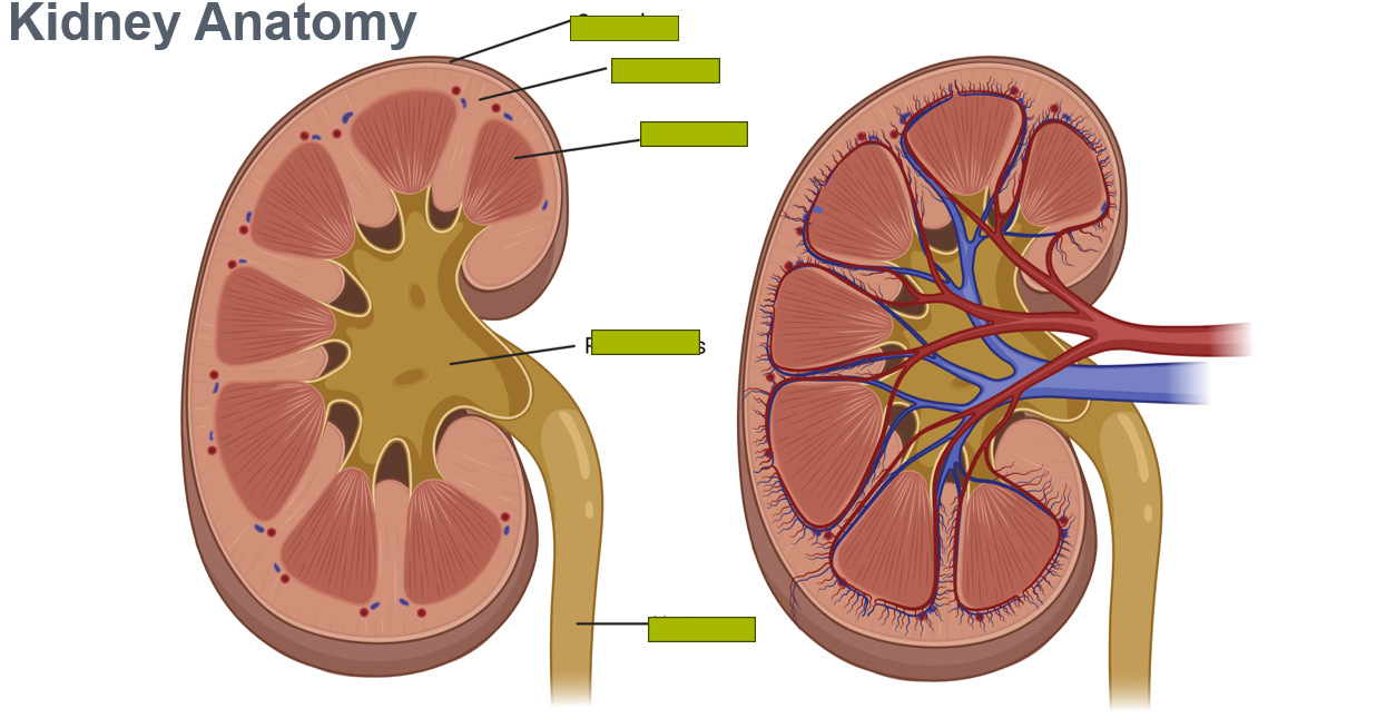<p>what are the structures in the kidney&nbsp;</p>