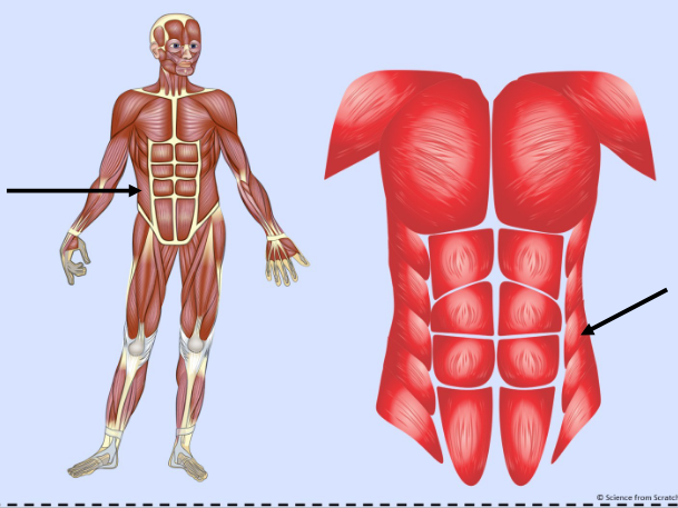 <p>What major muscle is this?</p>