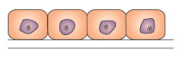 <p>This is an image of?</p>