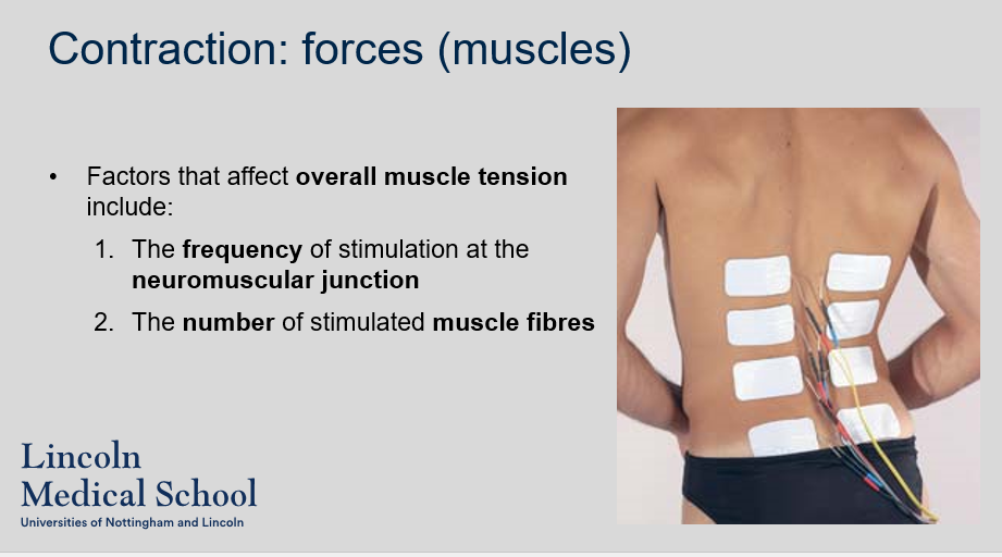 <p>The factors that affect overall muscle tension include the frequency of stimulation at the neuromuscular junction and the number of stimulated muscle fibers.</p>