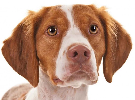<p>Brittany Spaniel </p>