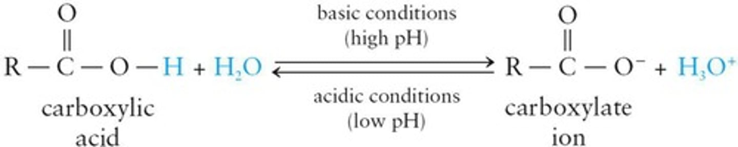 <p>Anion formed from carboxylic acid by deprotonation.</p>