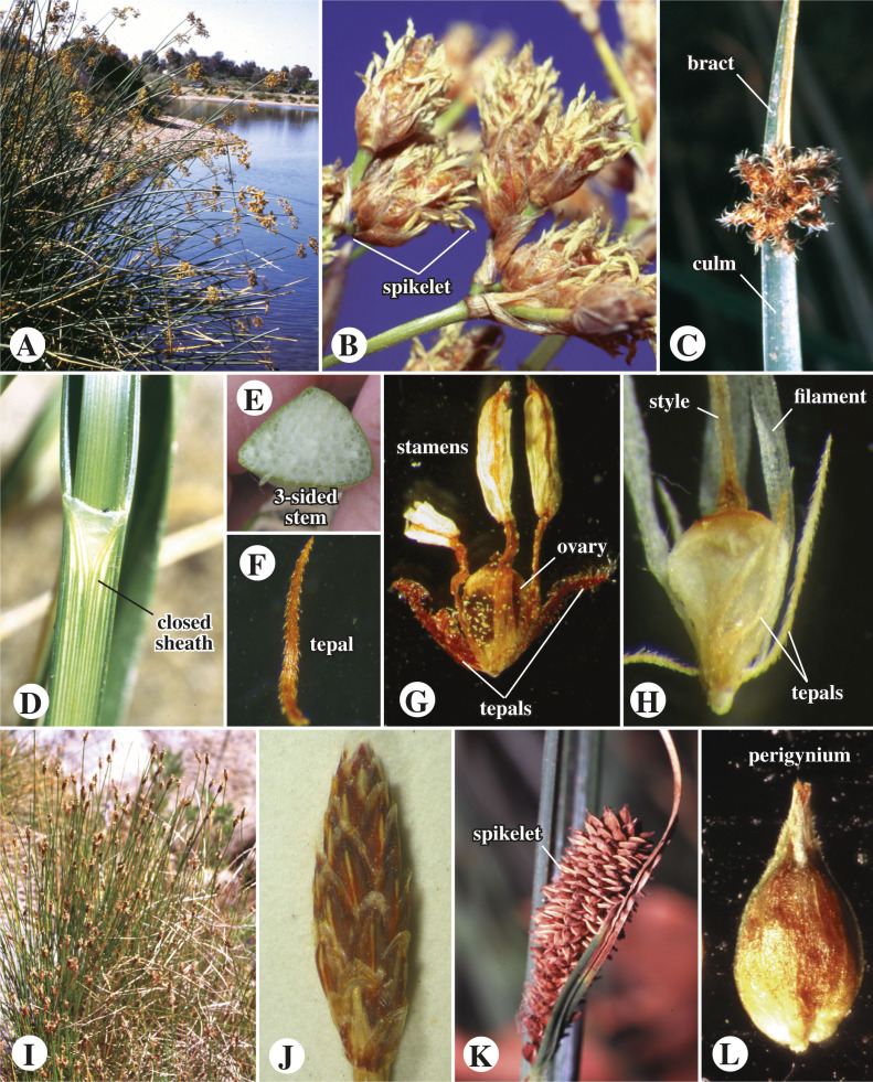 sedges have edges! (triangular shaped stems)
-ex. carex spp