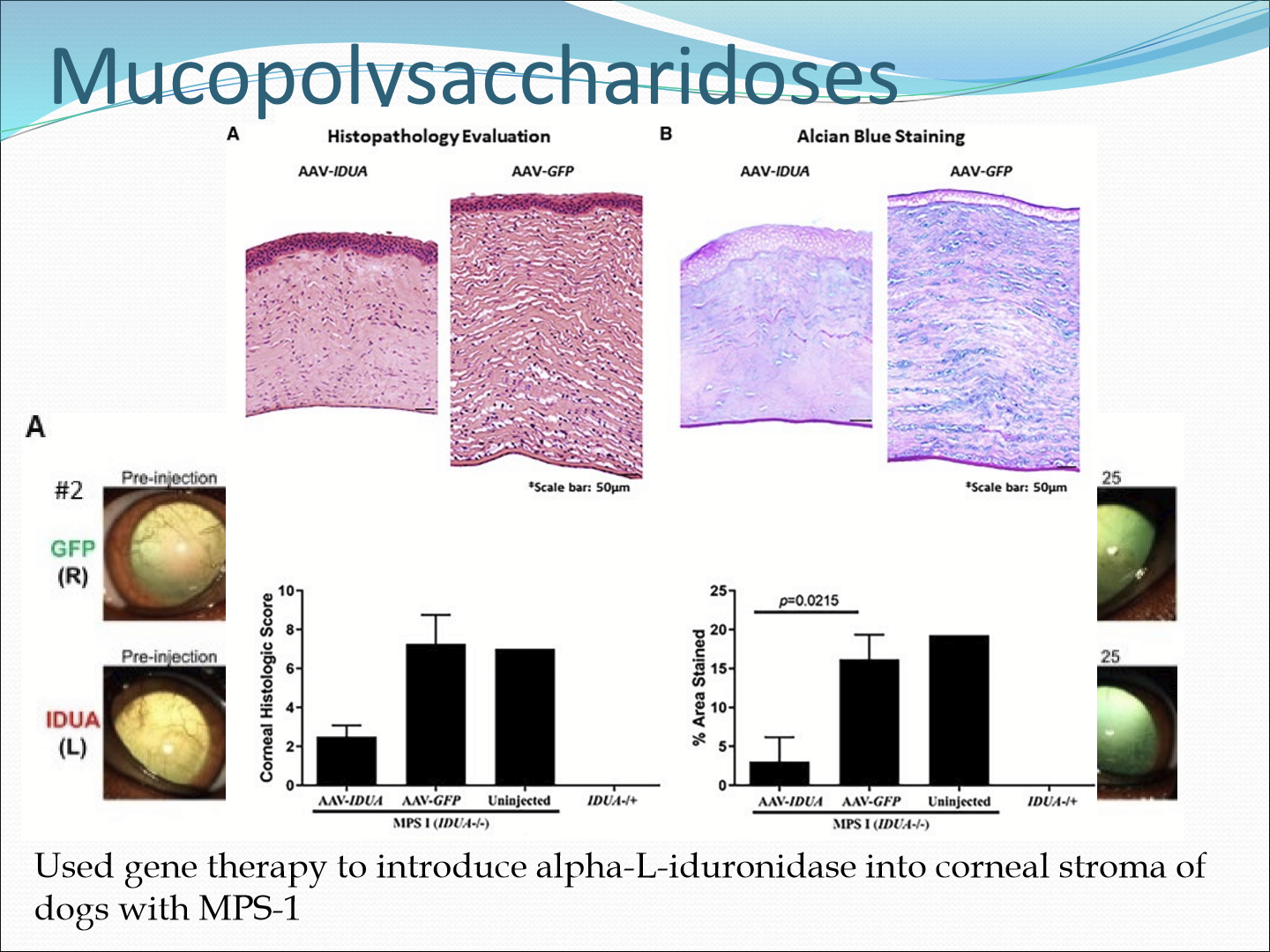 <p>It is a group of inherited metabolic diseases that affect the breakdown of GAGs, causing GAGs to accumulate in the stromal tissue and disrupt fibril lattice structure. This causes the cornea to be cloudy </p>