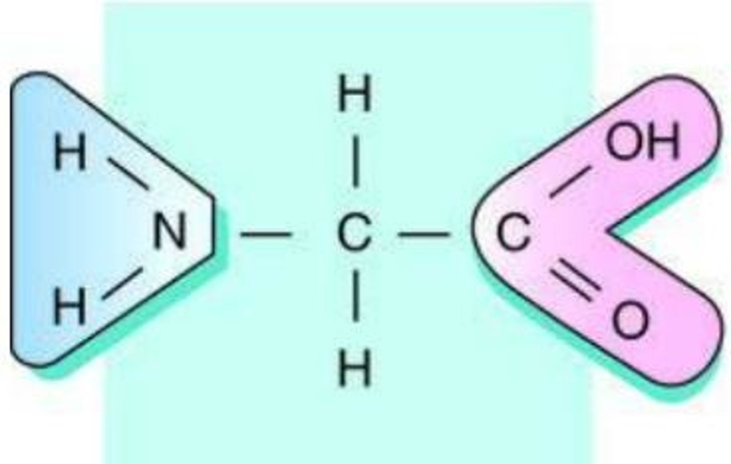 <p><span>a carbonyl group (C=O) is bonded to a nitrogen atom (N)</span></p>