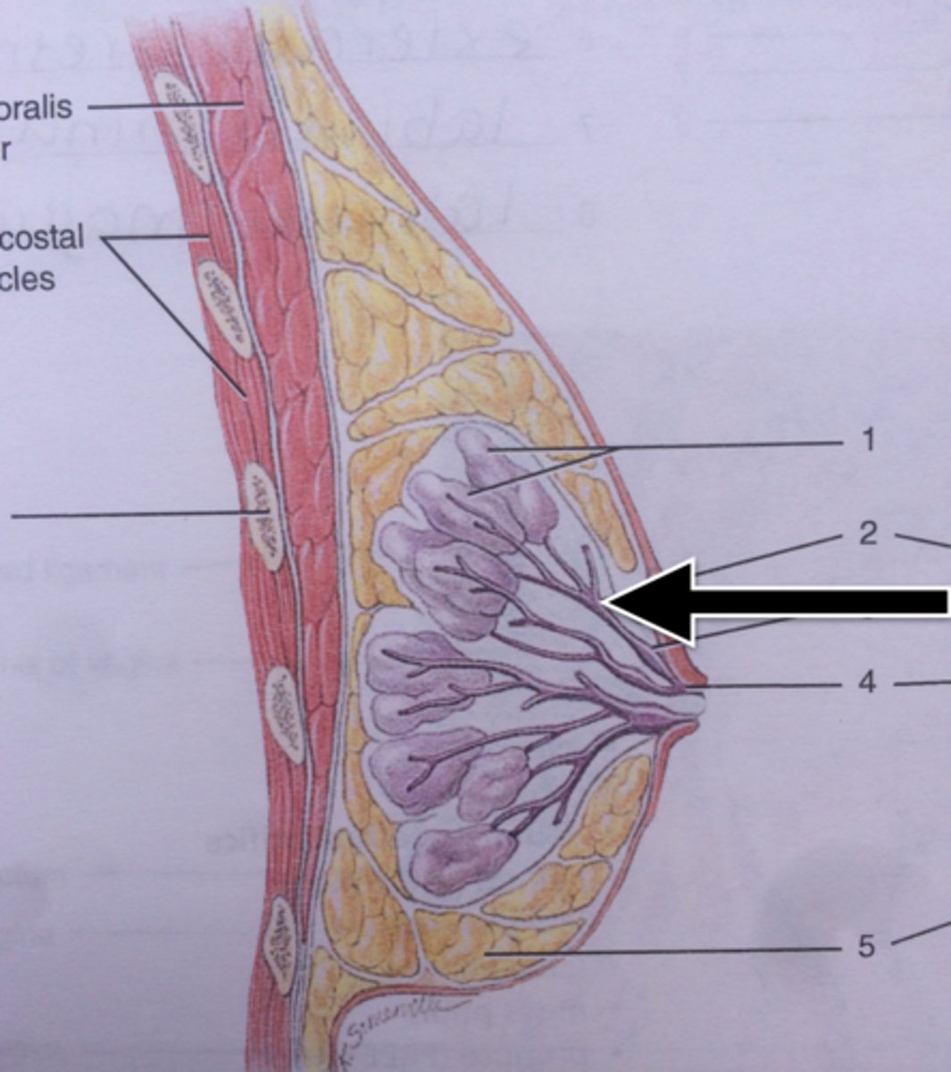 <p>Breast.</p>