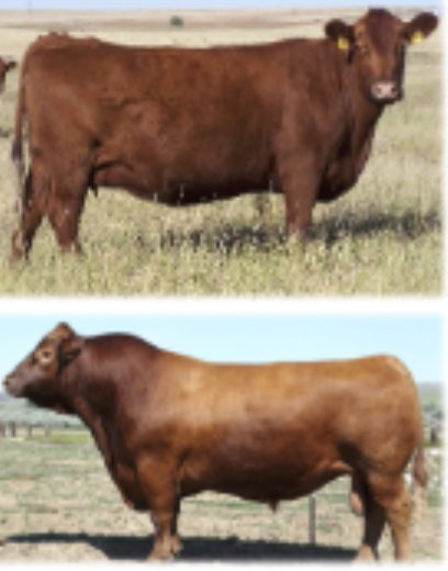 <p>Origin: Scottland, low numbers less genetic diversity</p>