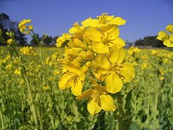 <p>rapeseed flowers</p>